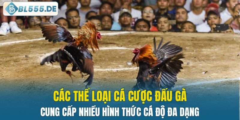 Giới thiệu các hình thức đá gà tại BL555