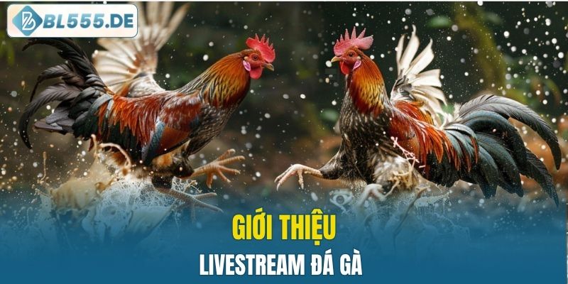 Giới thiệu về livestream đá gà