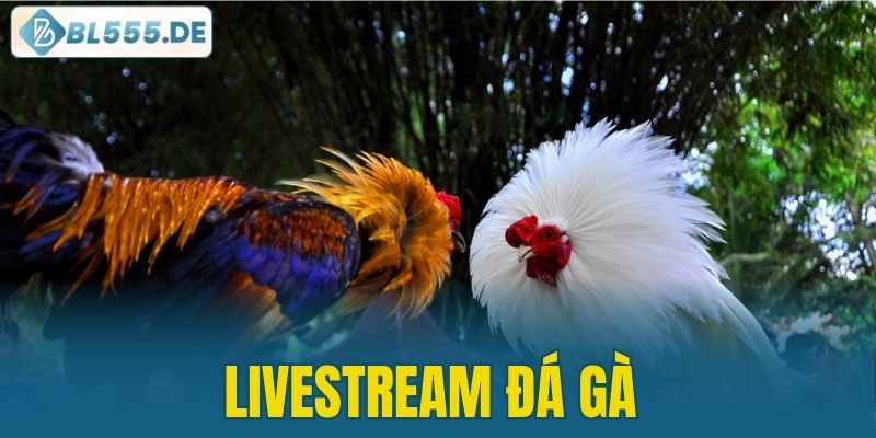 livestream đá gà