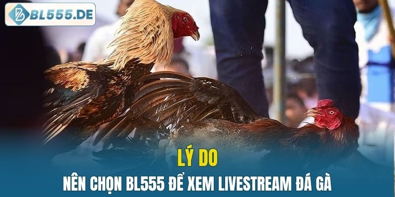 Lý do nên chọn nhà cái để xem đá gà trực tuyến
