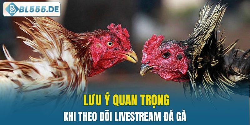 Một số lưu ý quan trọng khi theo dõi đá gà trực tuyến